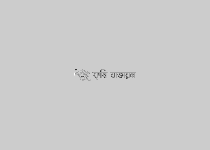 পাতকুয়ার মাধ্যমে সেচ দিয়ে সুস্ক মৌসুমে সব্জী চাষ