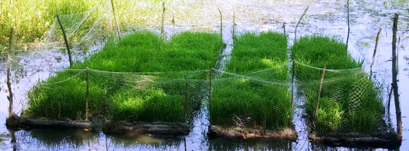 ভাসমান বীজতলা