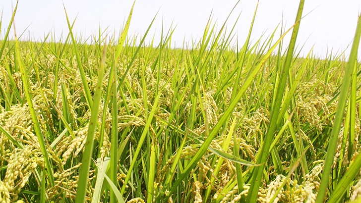 অধিক ফলনেও কৃষক কাঁদছে!