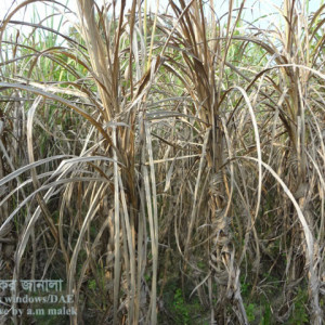 আখের উইল্ট রোগ