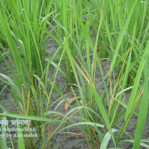 ধানের মাজরা পোকা