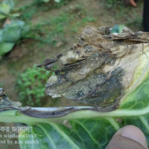 ফুলকপির ব্লাক রট রোগ