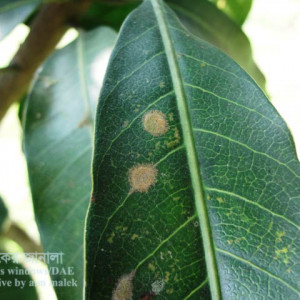 আমের লাল মরিচা রোগ