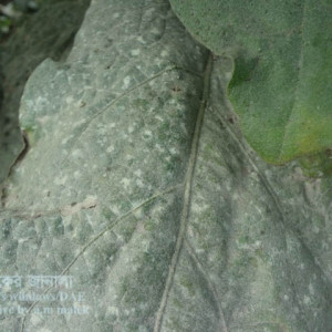 বেগুনের পাউডারী মিলডিউ রোগ
