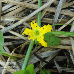 বাঙ্গির ফ্লি বিটল পোকা