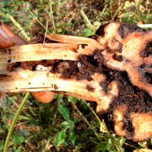 কলা গাছের কান্ডের উইভিল