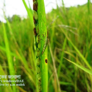 ধানের গান্ধী পোকা
