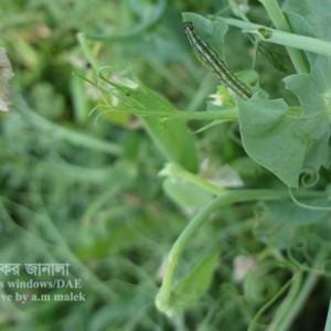 মটরসুটির ক্যাবেজ লুপার পোকা