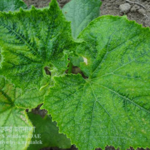 খিরার পাতা কোকড়ানো রোগ